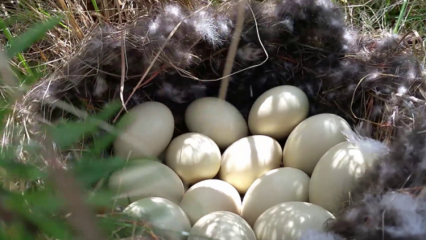 Ördek yumurtasının faydaları nelerdir? Hangi hastalıklara iyi gelir?