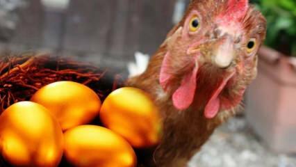 Bursalı bir vatandaş Brezilya'dan altın yumurtlayan tavuk getirdi