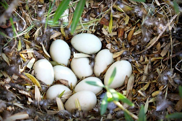Ördek yumurtasının faydaları nelerdir? Hangi hastalıklara iyi gelir?