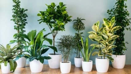 Bakımı kolay olan 8 bitki