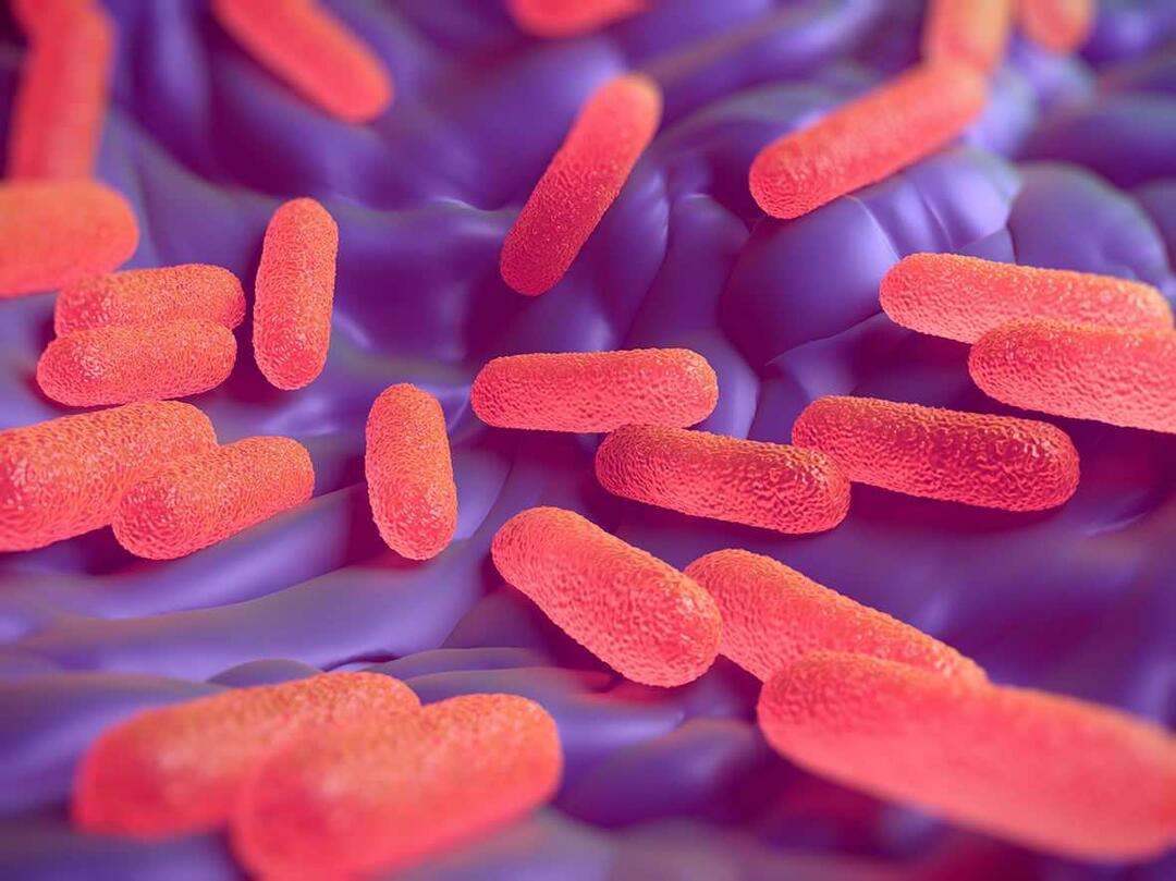 Salmonella bakterisi nedir? Salmonella belirtileri nelerdir?