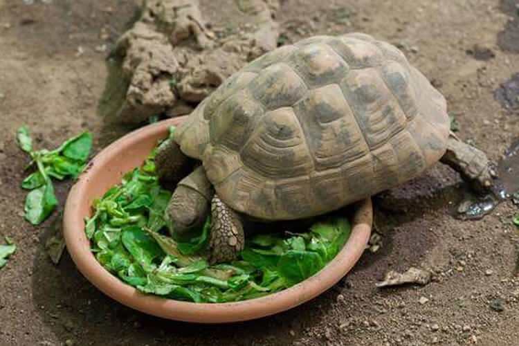 Kaplumbağa ne yer ve nasıl beslenir? Kaplumbağanın sevdiği yiyecekler nelerdir?