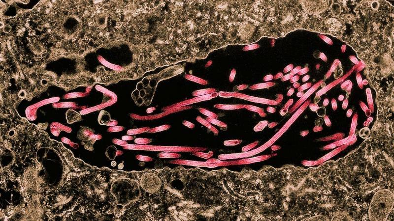 ebolanın hücrelere yayılma görüntüsü