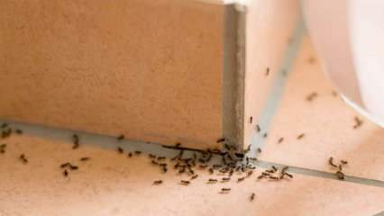 Evdeki karıncaları gideren etkili yöntem! Karıncalar öldürmeden nasıl yok edilir? 