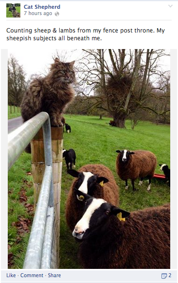 kedi çoban mizah güncellemesi