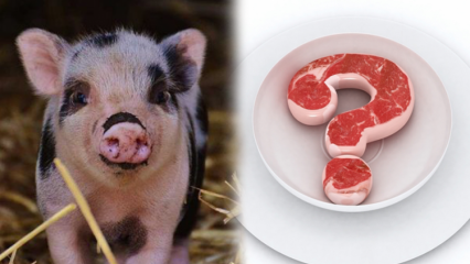 Domuz eti haram mı, domuz eti neden haramdır? Domuz eti markalarına dikkat!