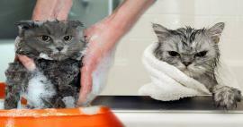 Kediler yıkanır mı? Kediler nasıl yıkanır? Kedileri yıkamak zararlı mı?