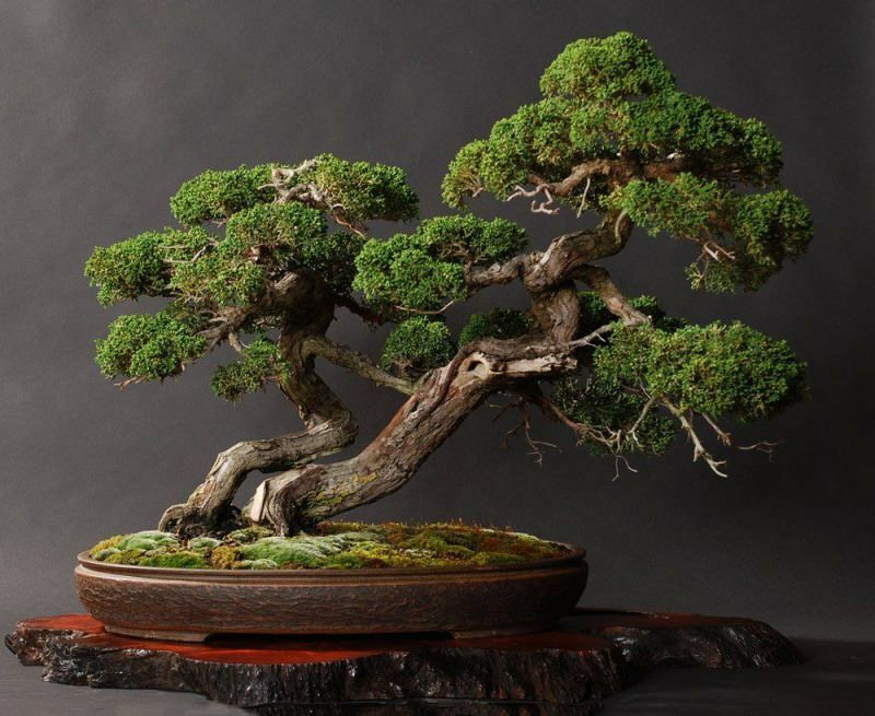  bonsai ağaç nasıl bakılır