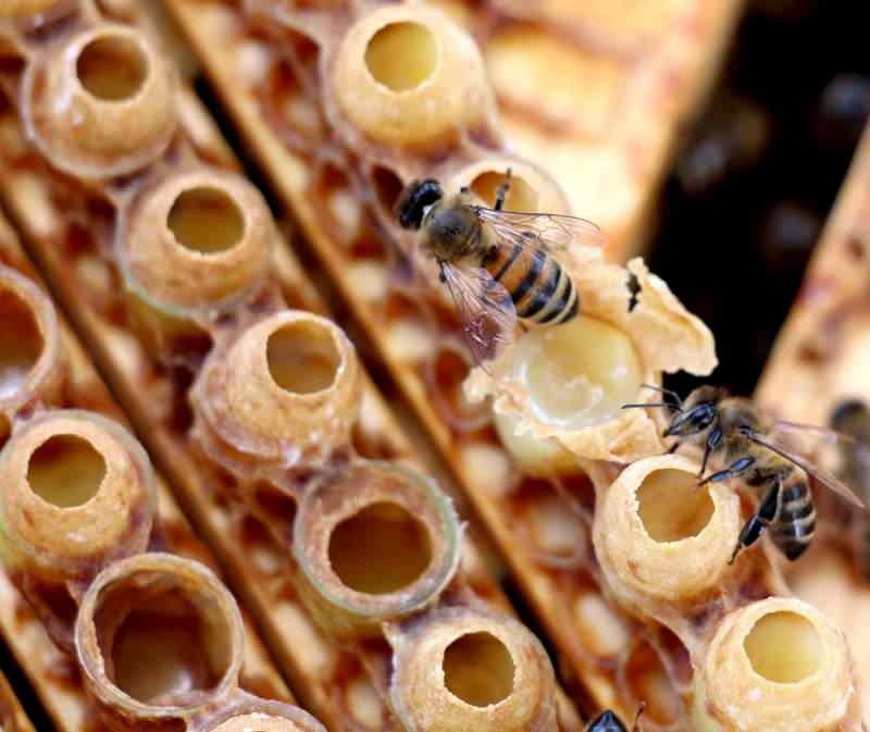 arı sütü doğa da en etkili vitamin ve mineral deposudur