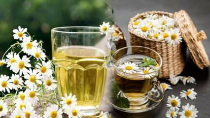 Papatya çayı aç mı tok mu içilir? Papatya çayı ile metabolizma hızlandırma
