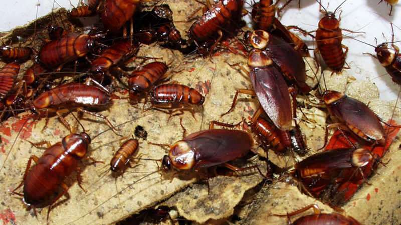 Evdeki hamam böceği nasıl ilaçlanır |Hamam böceği nasıl yok edilir?