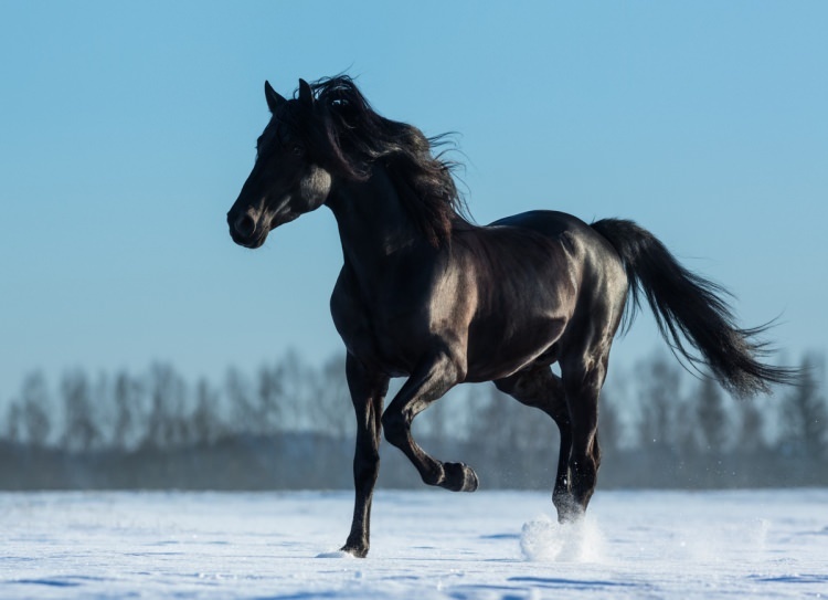 Rüyada at nasıl tabir edilir? Rüyada at görmenin anlamı nedir?