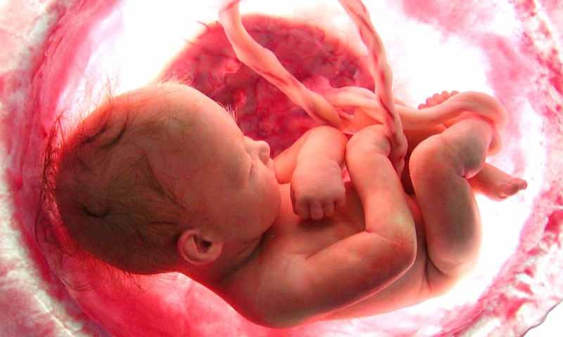 Anne karnındaki bebeğin oluşumu nedir? Adım adım doğum süreci