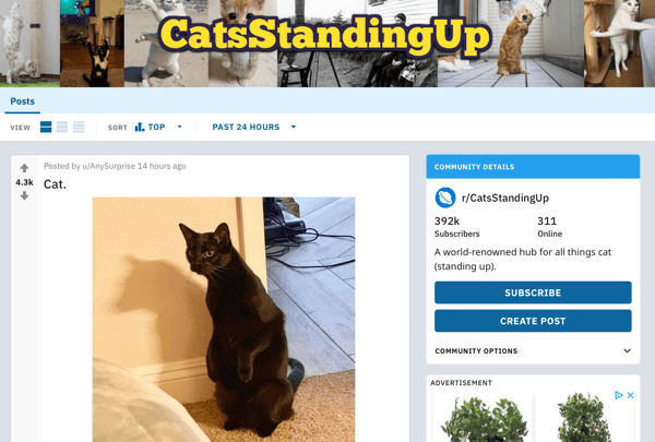 İşletmenizi Reddit'te nasıl pazarlayabilirsiniz, subreddit r / CatsStandingUp'tan örnek gönderi