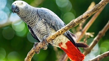 Jako papağanına nasıl bakılır? Nasıl beslenir? Nasıl eğitilir?