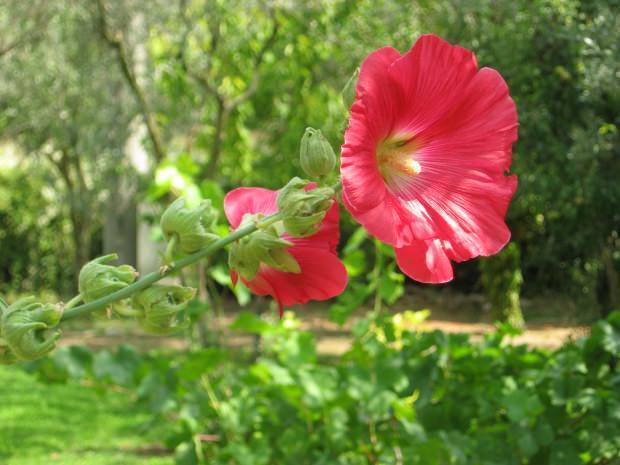 Hatmi çiçeğinin (Hibiskus) faydaları nelerdir? Hatmi çiçeği (Hibiskus) hangi hastalıklara iyi gelir?