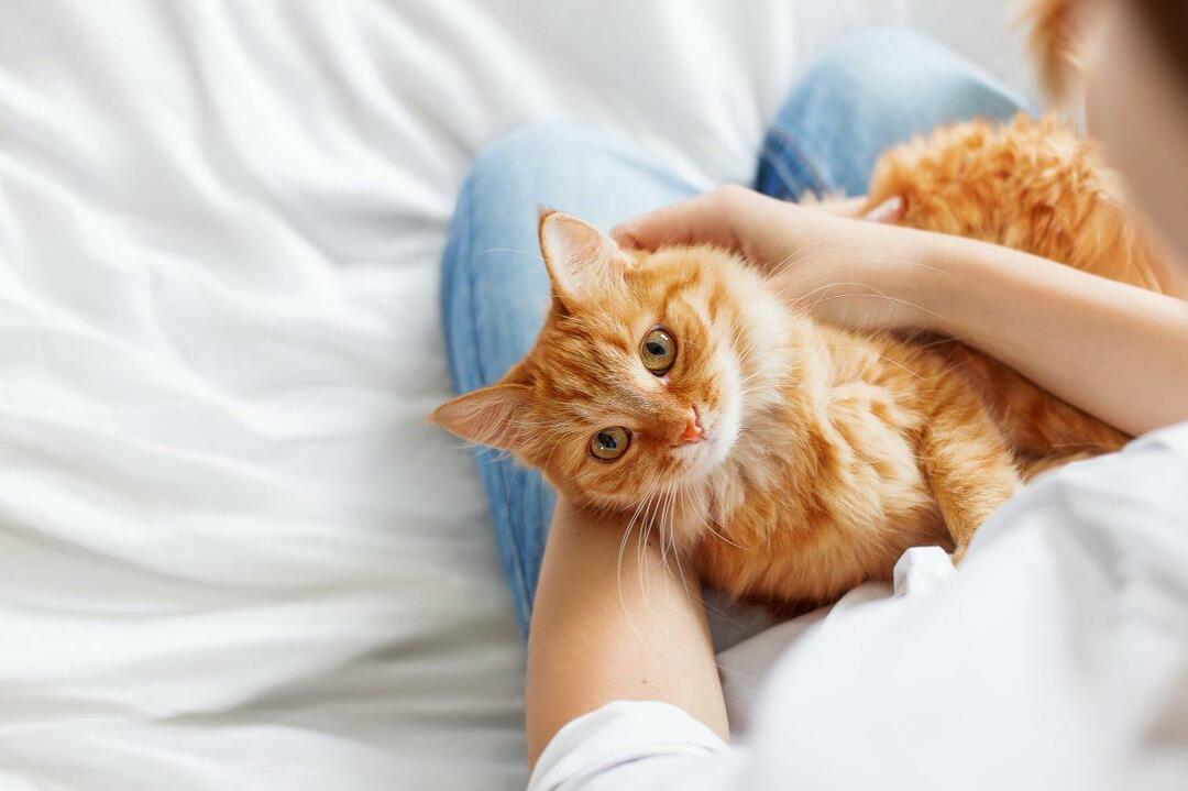 Kedilerin mutlu olduğu nasıl anlaşılır? Kedim beni seviyor mu? Kedilerin hareketlerinin anlamı