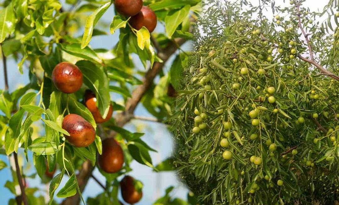 Hünnap tohumu çimlendirmesi nasıl yapılır? Saksıda hünnap bitkisi nasıl yetişir? Hünnap bakımı