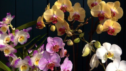 Orkide bakımı nasıl yapılır? Evde orkide nasıl sulanır? Orkideleri canlandıran yöntem