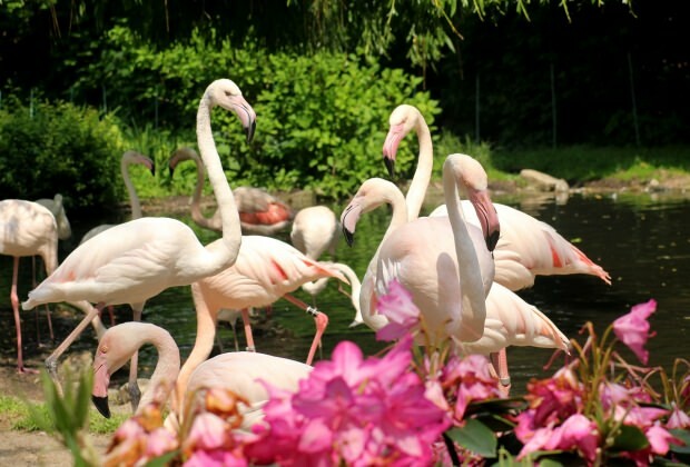 Flamingoköy'de ne yapılır?