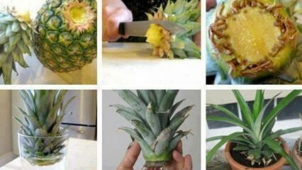 Evde ananas nasıl yetiştirilir?
