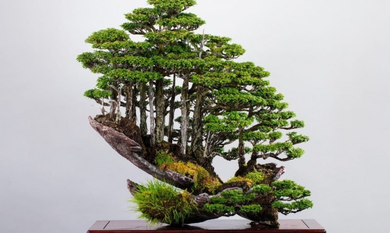 bonsai ağaç özellikleri