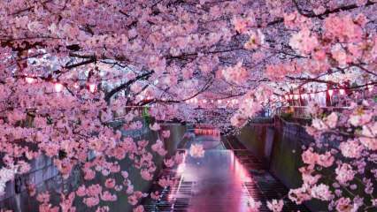 Sakura ne anlama geliyor? Sakura çiçeğinin bilinmeyen özellikleri