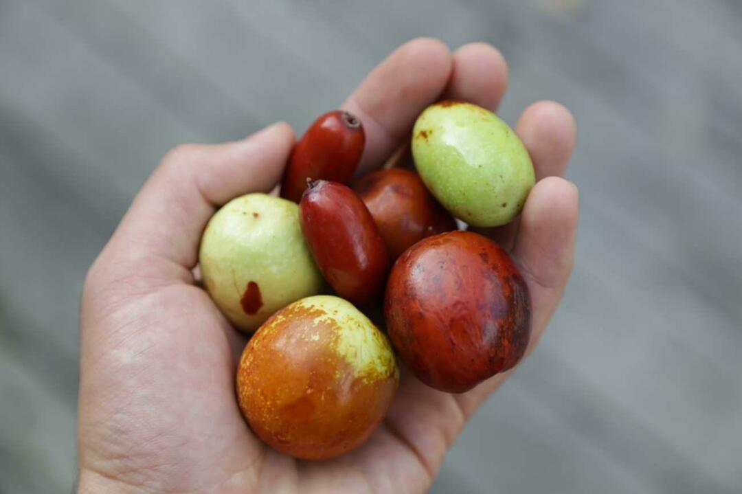 Hünnap yiyerek kilo verme yöntemi! Hünnap nedir, çayı zayıflatır mı?Hünnap sirkesinin faydaları