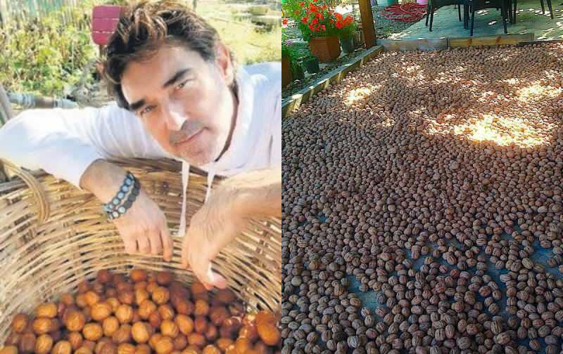 burak hakkı çiftliğindeki cevizleri topladı