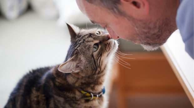 Kediler sevgisini nasıl gösterir