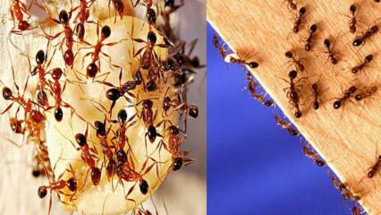 Evdeki karıncalar nasıl yok edilir? Karıncalardan kurtulmak için ne yapmalı, en etkili yöntem