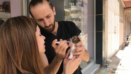 Bayburt’ta Türkiye’nin 2’nci down sendromlu kedisi bulundu
