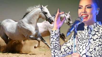 Şarkıcı Ebru Gündeş'in milyonluk atının akibeti belli oldu!