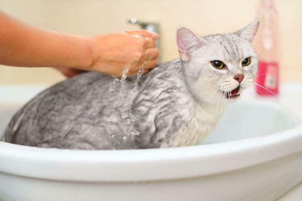 Kedi nasıl yıkanmalı