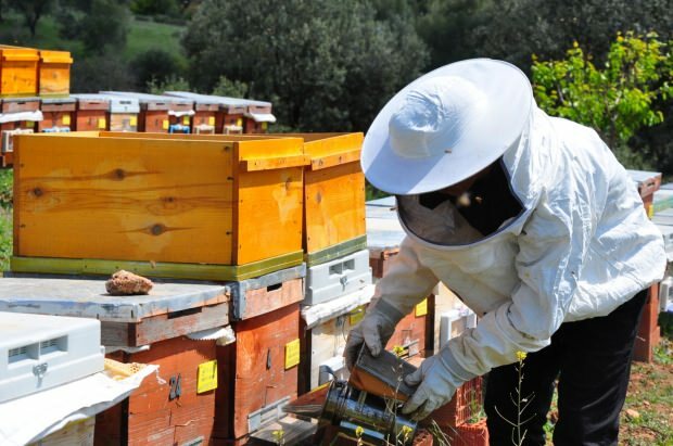 arı zehrinin faydaları