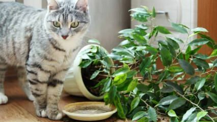 Kediler bitkilerden nasıl uzak tutulur?