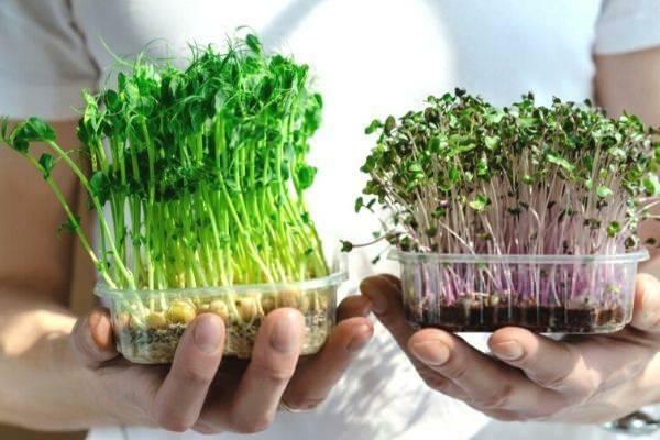 Mikro yeşillik tohumu