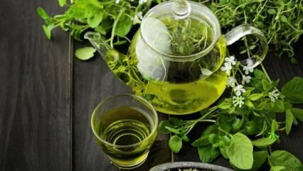 Yeşil çayın faydaları! Yeşil çay diyeti ile hızlı ve sağlıklı zayıflama