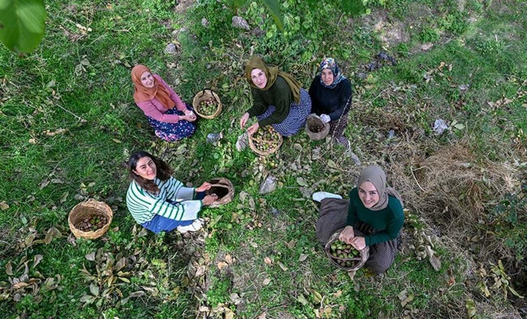 Vanlı kadınlar Türkiye'ye "Ahtamara" markasıyla ceviz dağıtıyor