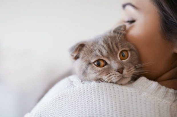 Kedilerin stresi nasıl önlenir? Kedi tüyünün dökülmesi nasıl önlenir?