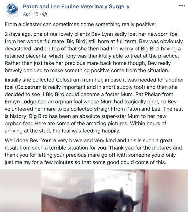 Paton ve Lee Equine Veterinary Surger'dan bir hikaye içeren bir Facebook gönderisi örneği.