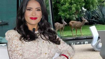 Hollywood yıldızı Salma Hayek evinin bahçesine giren geyikleri sosyal medyada paylaştı!