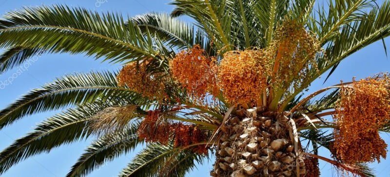 Palmiye ağacı nedir? Palmiye ağacı özellikleri nelerdir, nasıl yetiştirilir