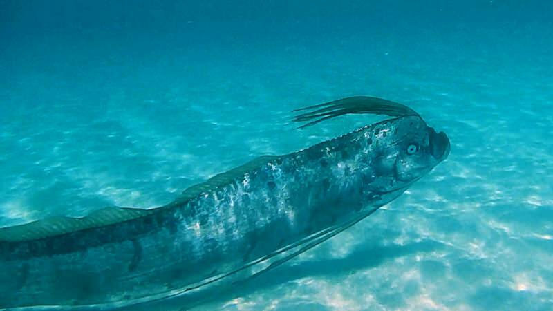 Kral Ringa balığı nedir? Japon Mitolojisinde geçen Kral Ringa balığı kaç metre boyundadır