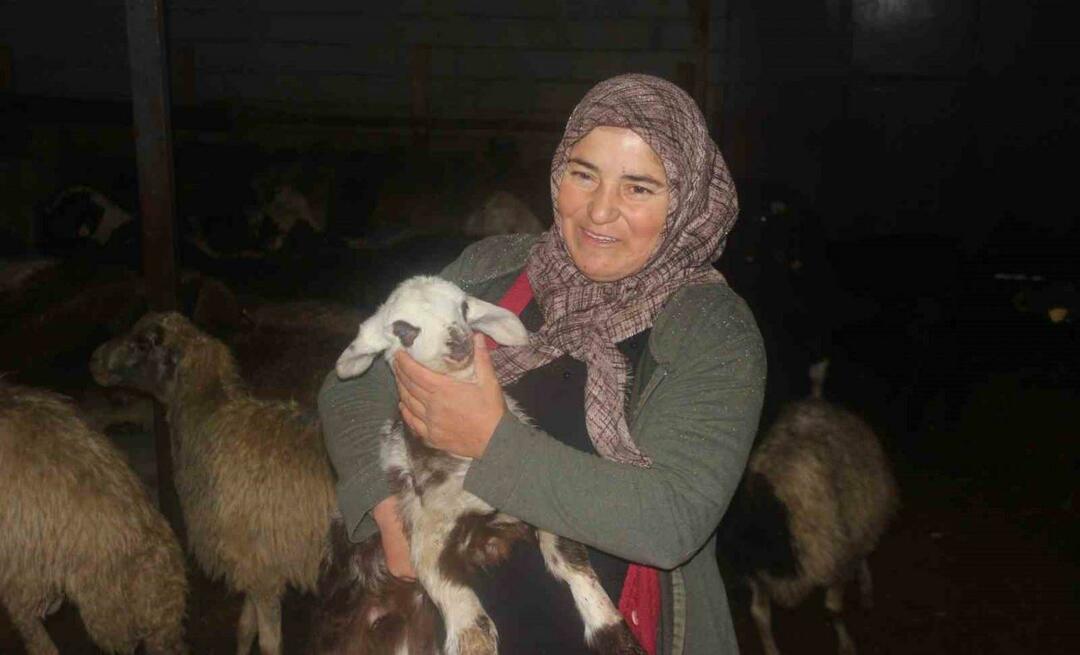 Devletten aldığı destekle hayvancılık yapıyor! "Bu proje sayesinde 100 tane koyun aldık"