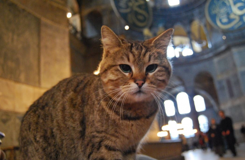 Ayasofya'nın kedisi Gli veterinerde: İyi dileklerinizi bekliyor!