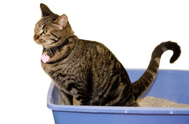 Kedilere tuvalet eğitimi nasıl verilir