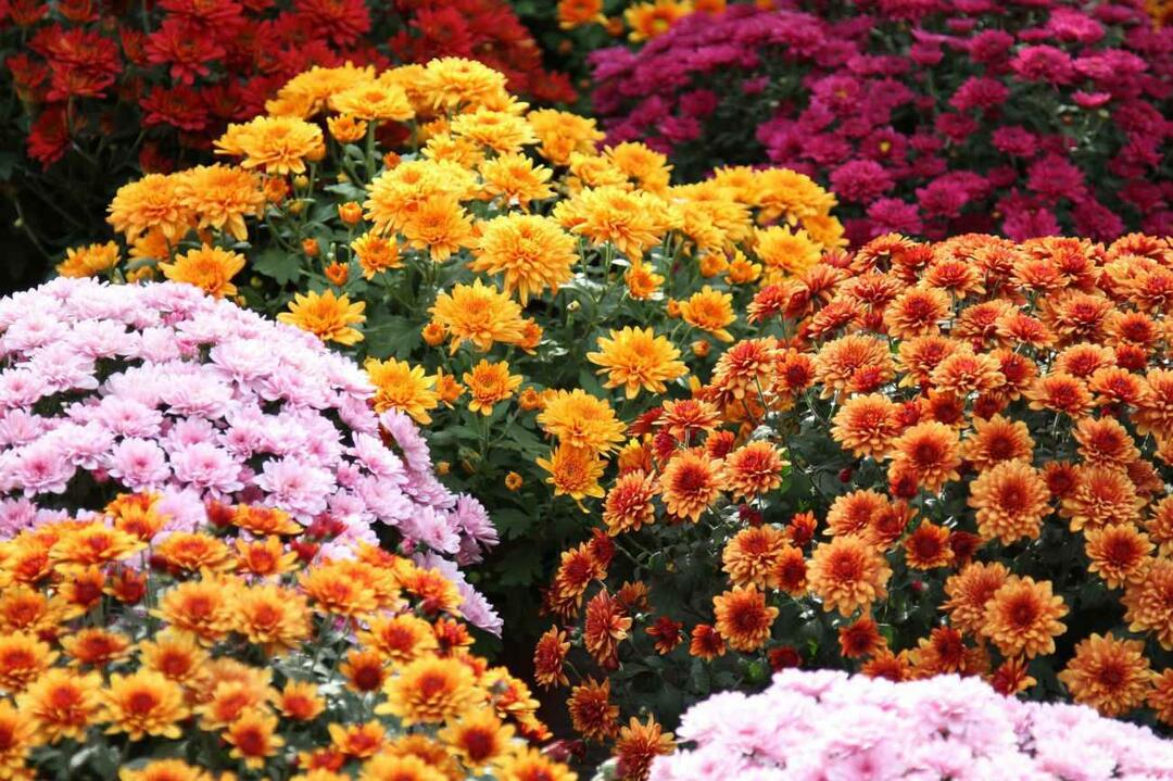 Kasım ayı çiçekleri nelerdir? Sonbahar mevsimi ev dekorasyonunda çiçek kullanımı