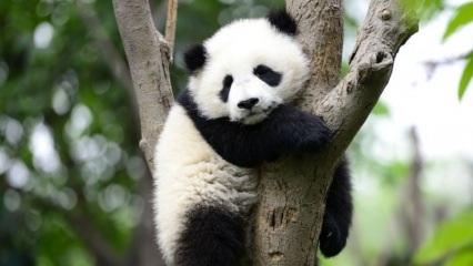 Dünya'nın en küçük pandası Çin'de dünyaya geldi