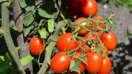 Saksıda domates nasıl yetiştirilir? En kolay domates yetiştirme